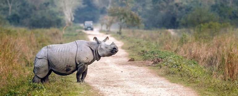 6 Days 5 Nights Kaziranga Shillong Tours