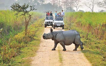 6 Days 5 Nights Kaziranga Shillong Family Tours